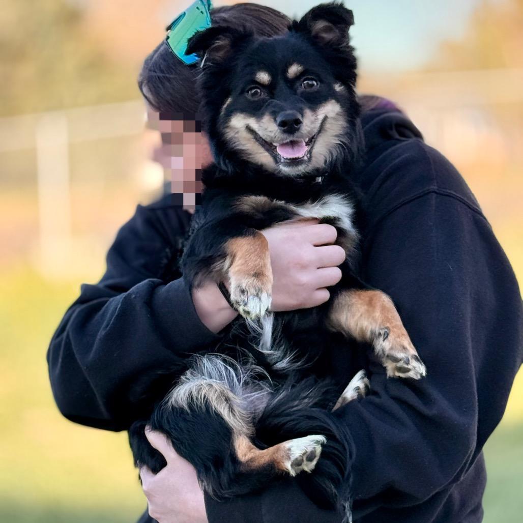 Enlarge Kovu, a Adoptable mixed breed in West Richland, WA image 6/6