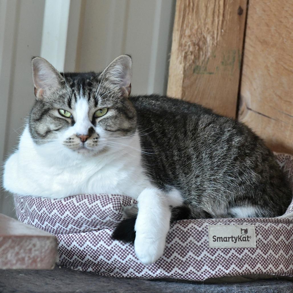 Flash, Adoptable, Adult Female Domestic Short Hair.