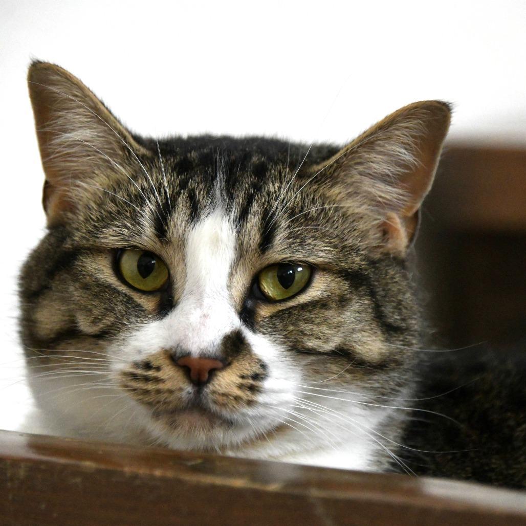 Enlarge Flash, a Adoptable Domestic Short Hair in Chilliwack, BC image 1/3