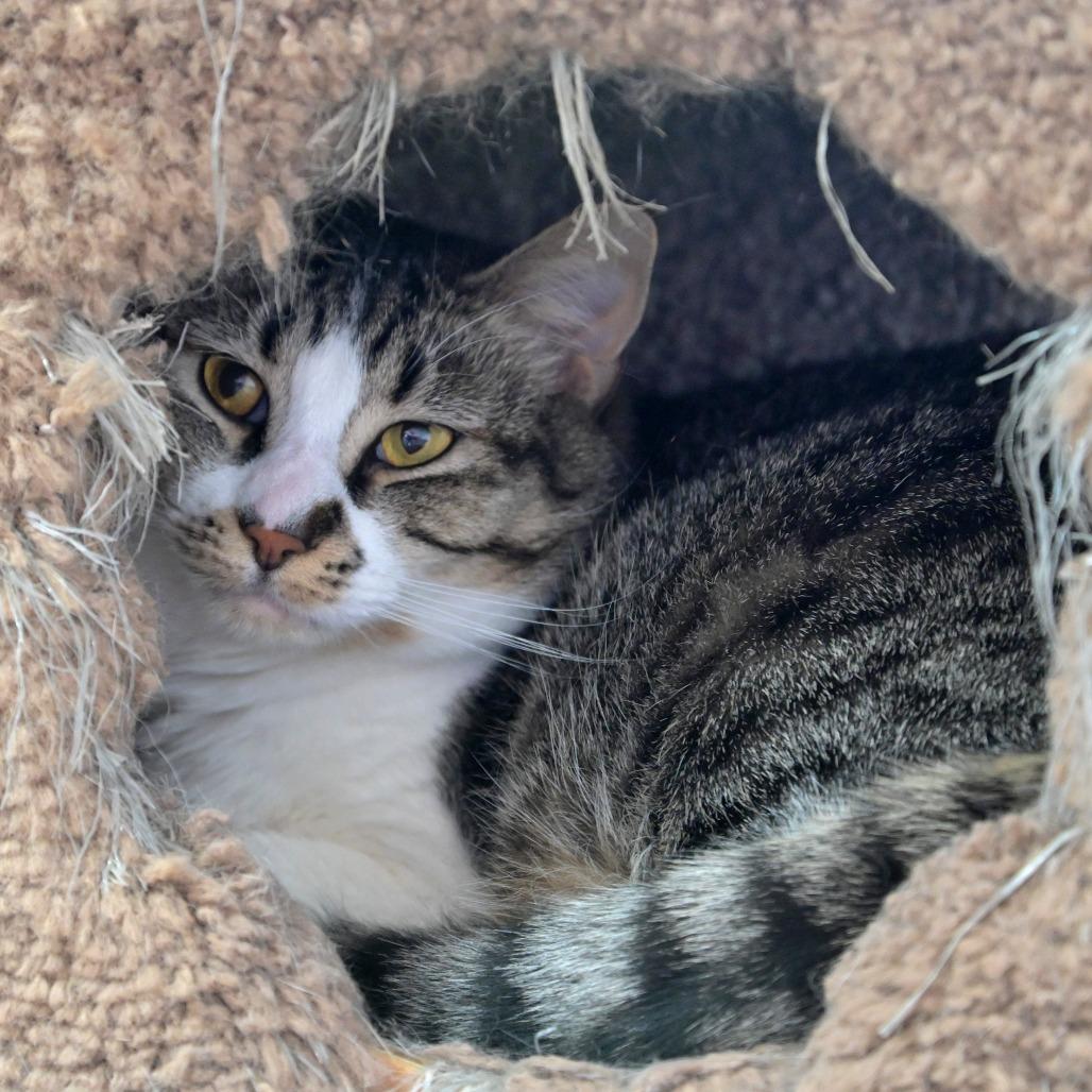 Enlarge Flash, a Adoptable Domestic Short Hair in Chilliwack, BC image 2/3