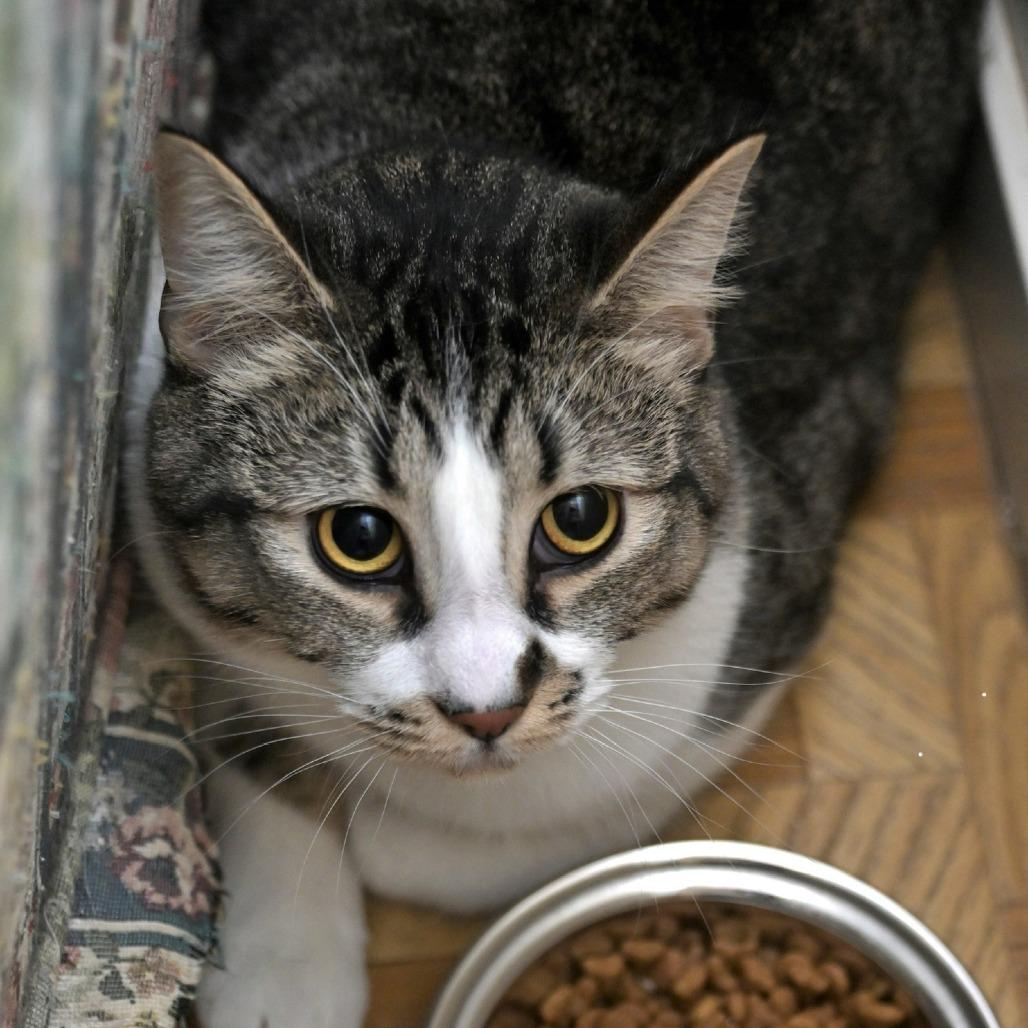 Enlarge Flash, a Adoptable Domestic Short Hair in Chilliwack, BC image 3/3