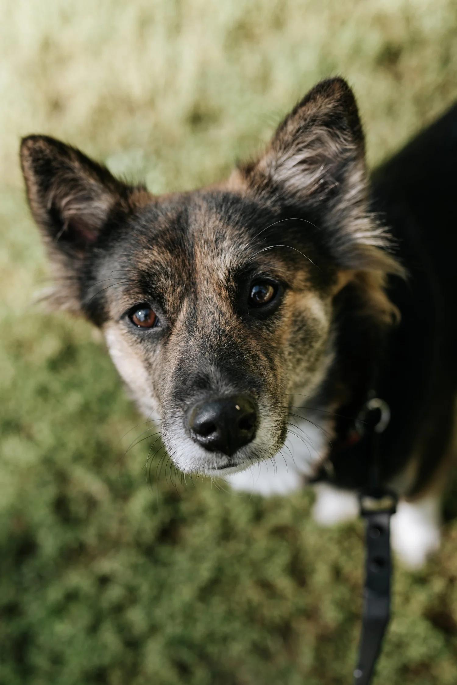 Enlarge MINNOW, a Adopted Mixed Breed in North York, ON image 2/6