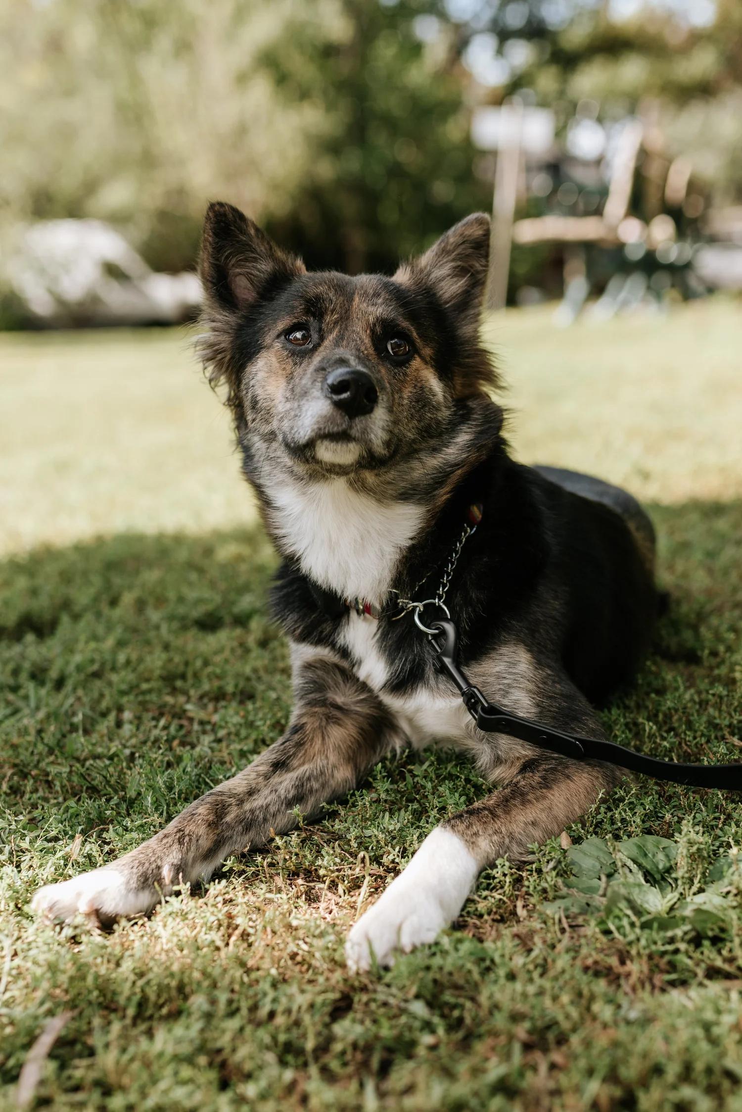 Enlarge MINNOW, a Adopted Mixed Breed in North York, ON image 1/6