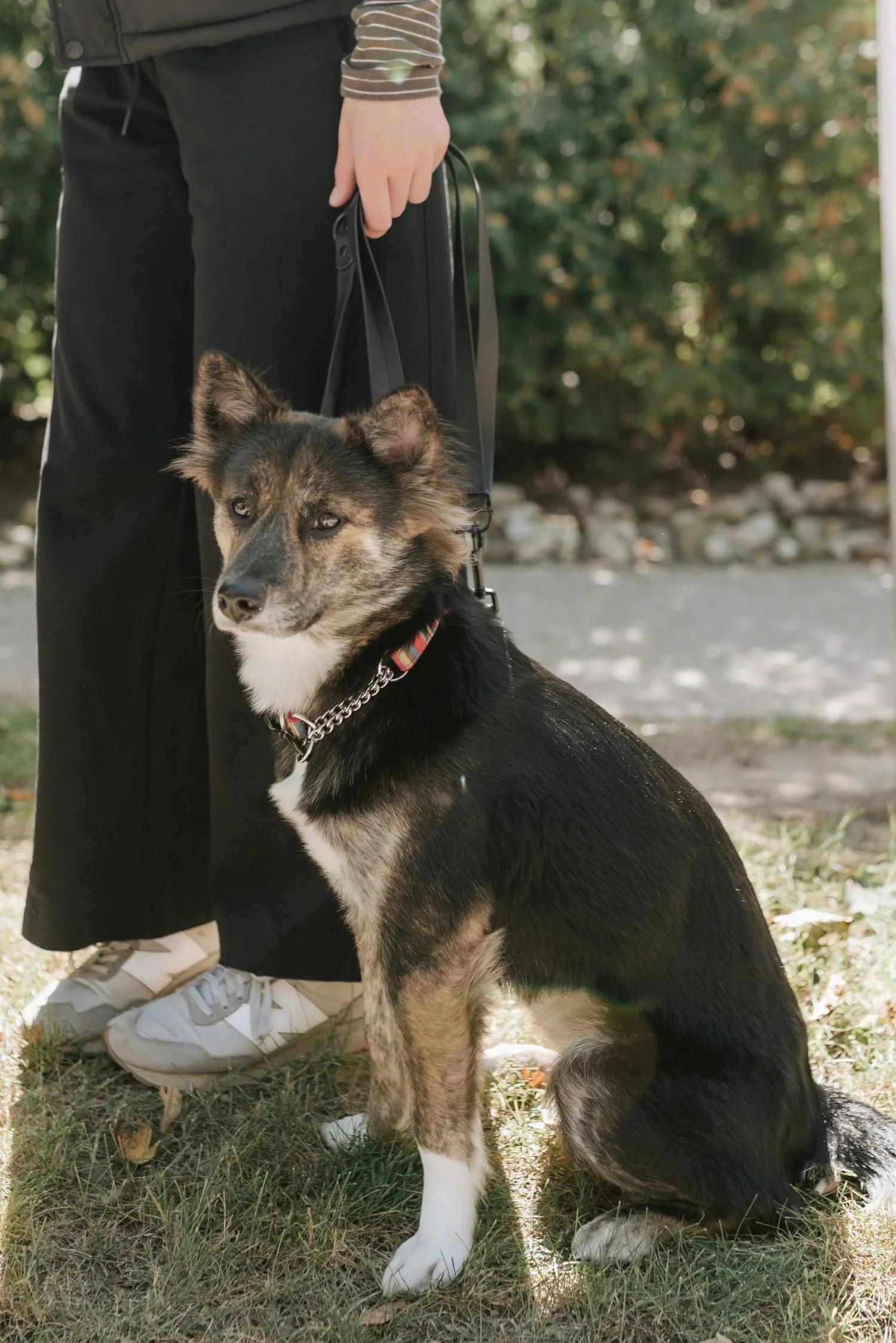 Enlarge MINNOW, a Adopted Mixed Breed in North York, ON image 4/6