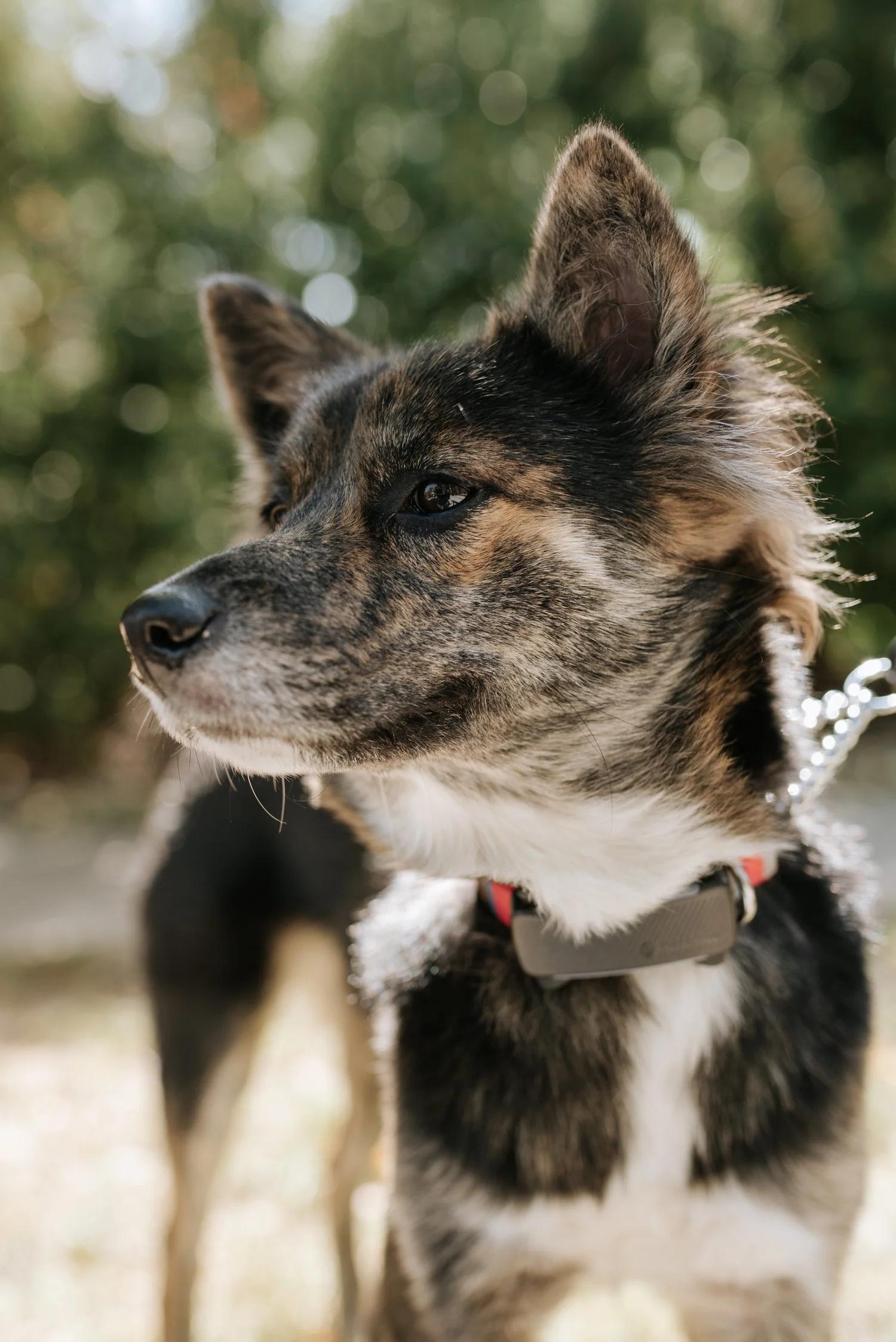 Enlarge MINNOW, a Adopted Mixed Breed in North York, ON image 6/6