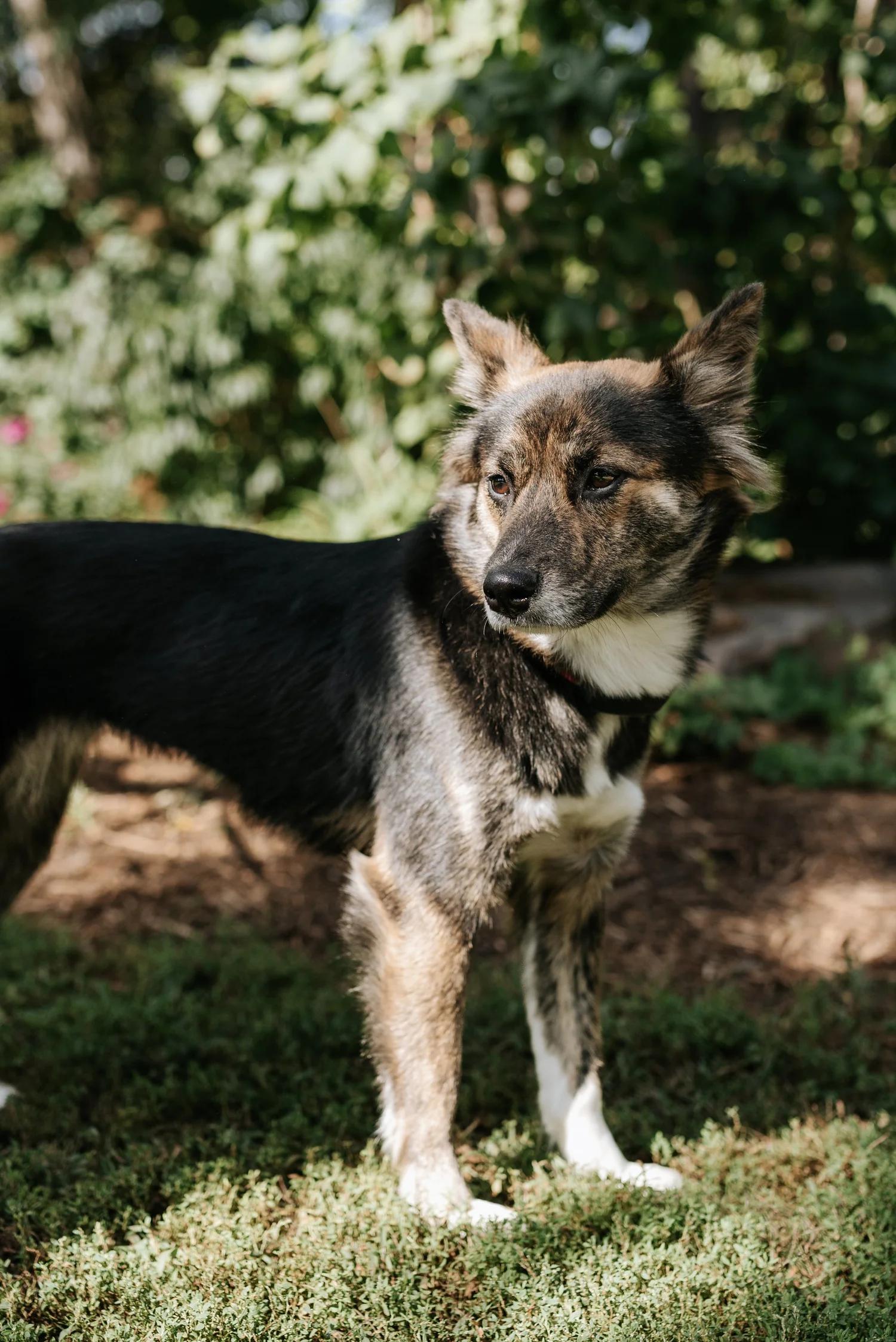Enlarge MINNOW, a Adopted Mixed Breed in North York, ON image 5/6