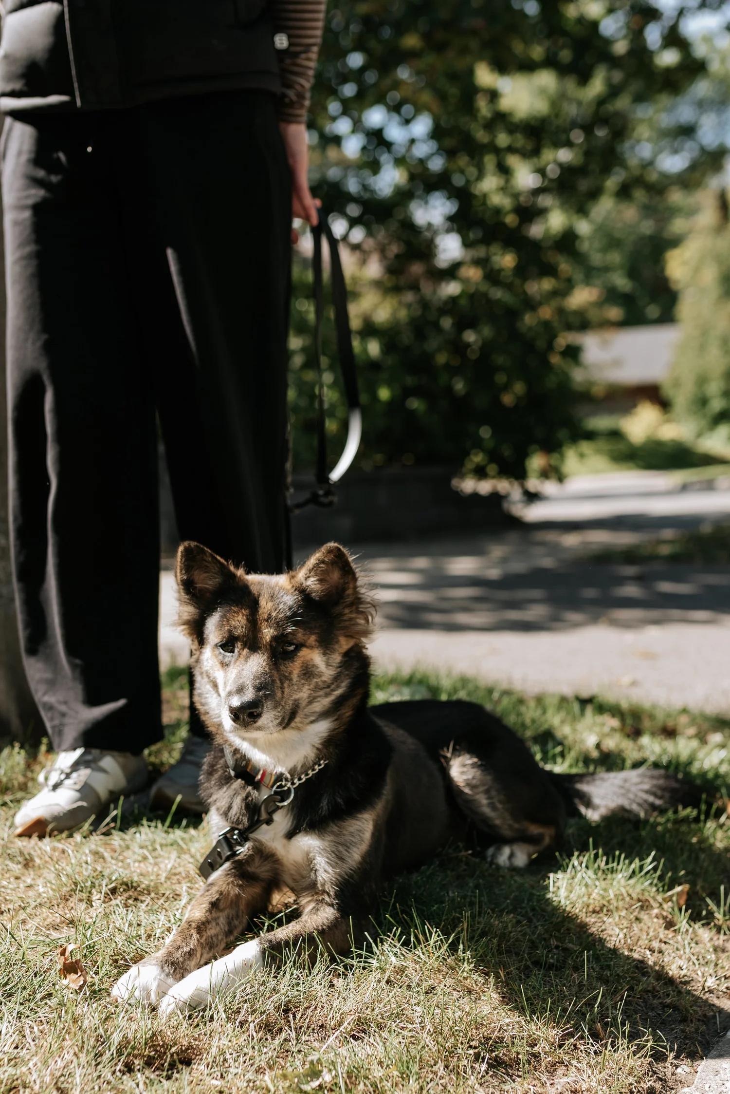Enlarge MINNOW, a Adopted Mixed Breed in North York, ON image 3/6