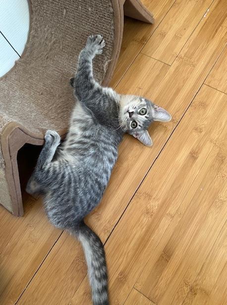 Enlarge Uno Girard, a Adoptable Domestic Short Hair in Chandler, AZ image 1/3