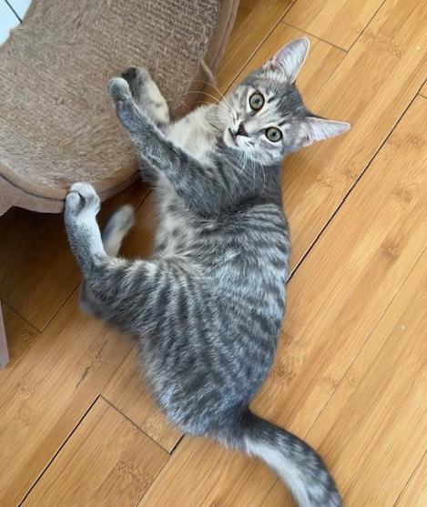 Enlarge Uno Girard, a Adoptable Domestic Short Hair in Chandler, AZ image 2/3