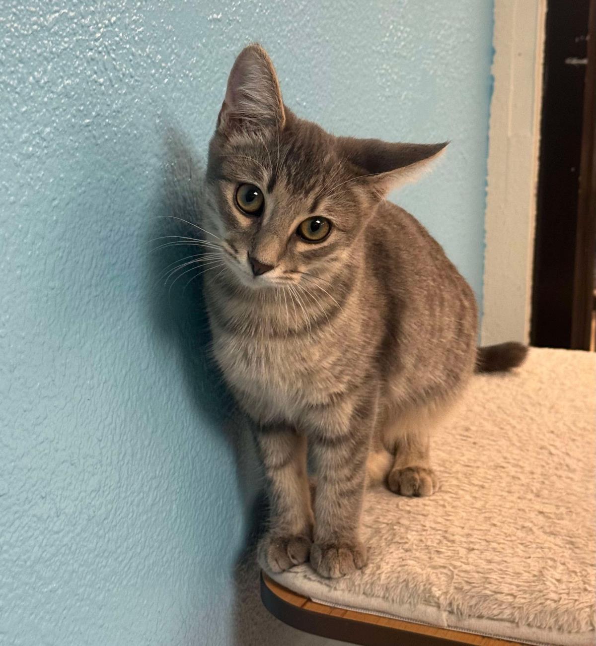 Enlarge Uno Girard, a Adoptable Domestic Short Hair in Chandler, AZ image 3/3