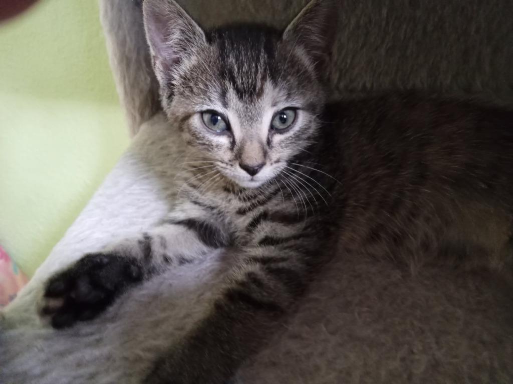 Sakari, Adopted, Young Female Domestic Short Hair.