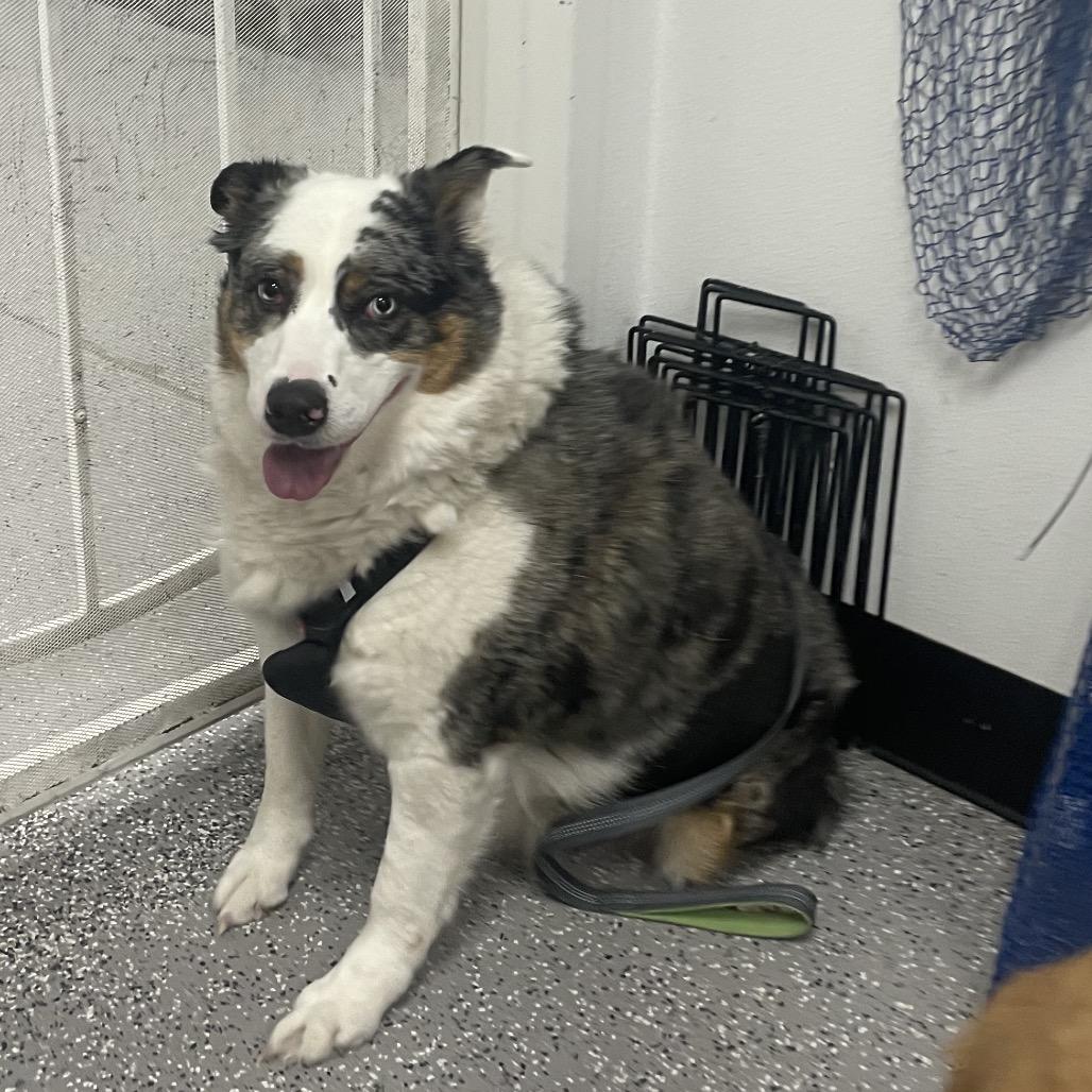 Sandy, Adoptable, Adult Female Australian Shepherd.