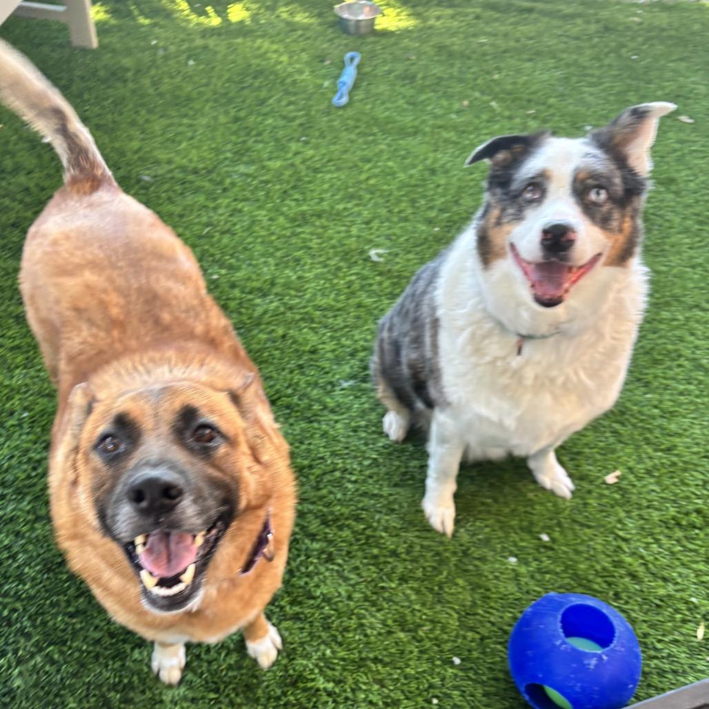 Sandy, Adoptable, Adult Female Australian Shepherd.