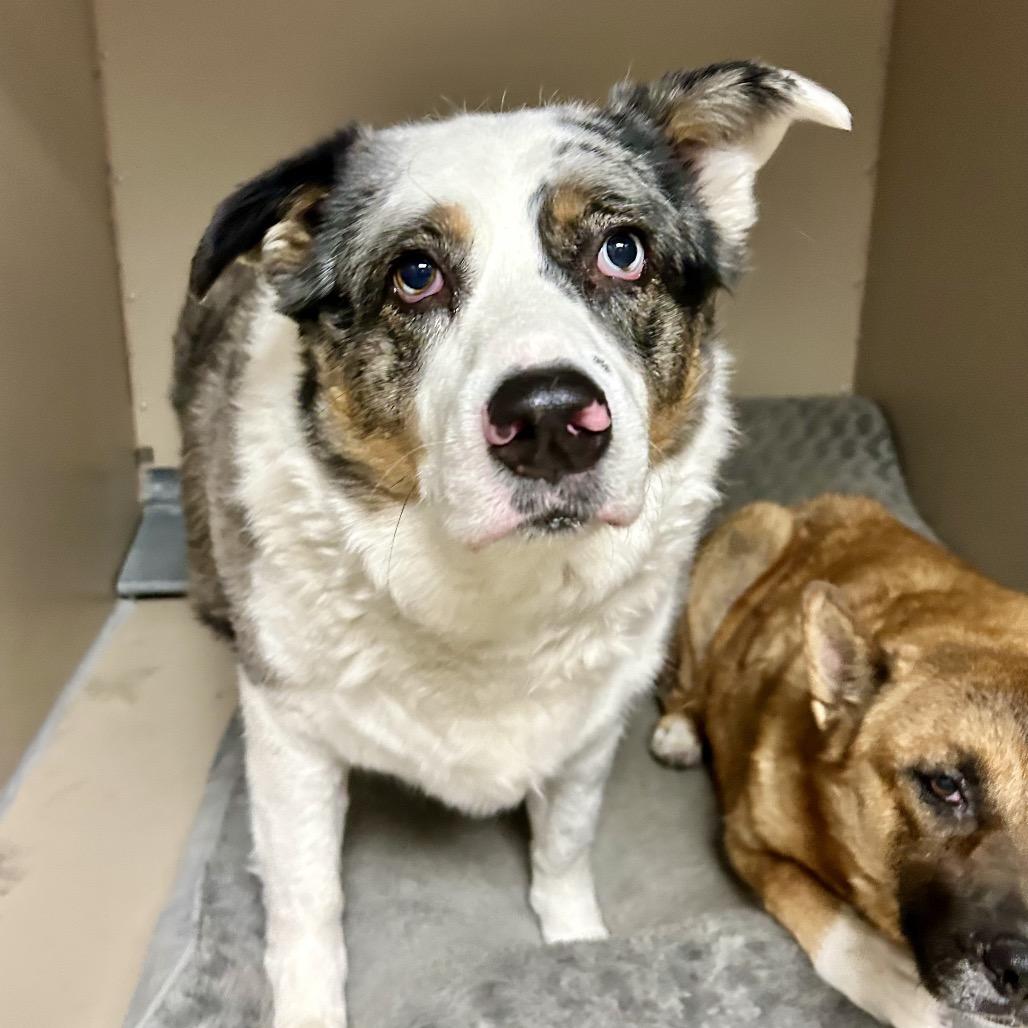 Enlarge Sandy, a Adoptable Australian Shepherd in Henderson, NV image 2/4