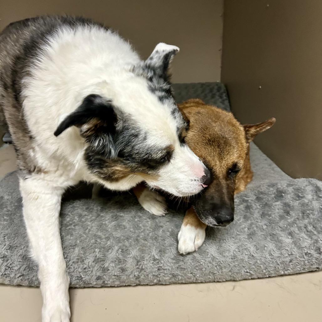 Enlarge Sandy, a Adoptable Australian Shepherd in Henderson, NV image 3/4