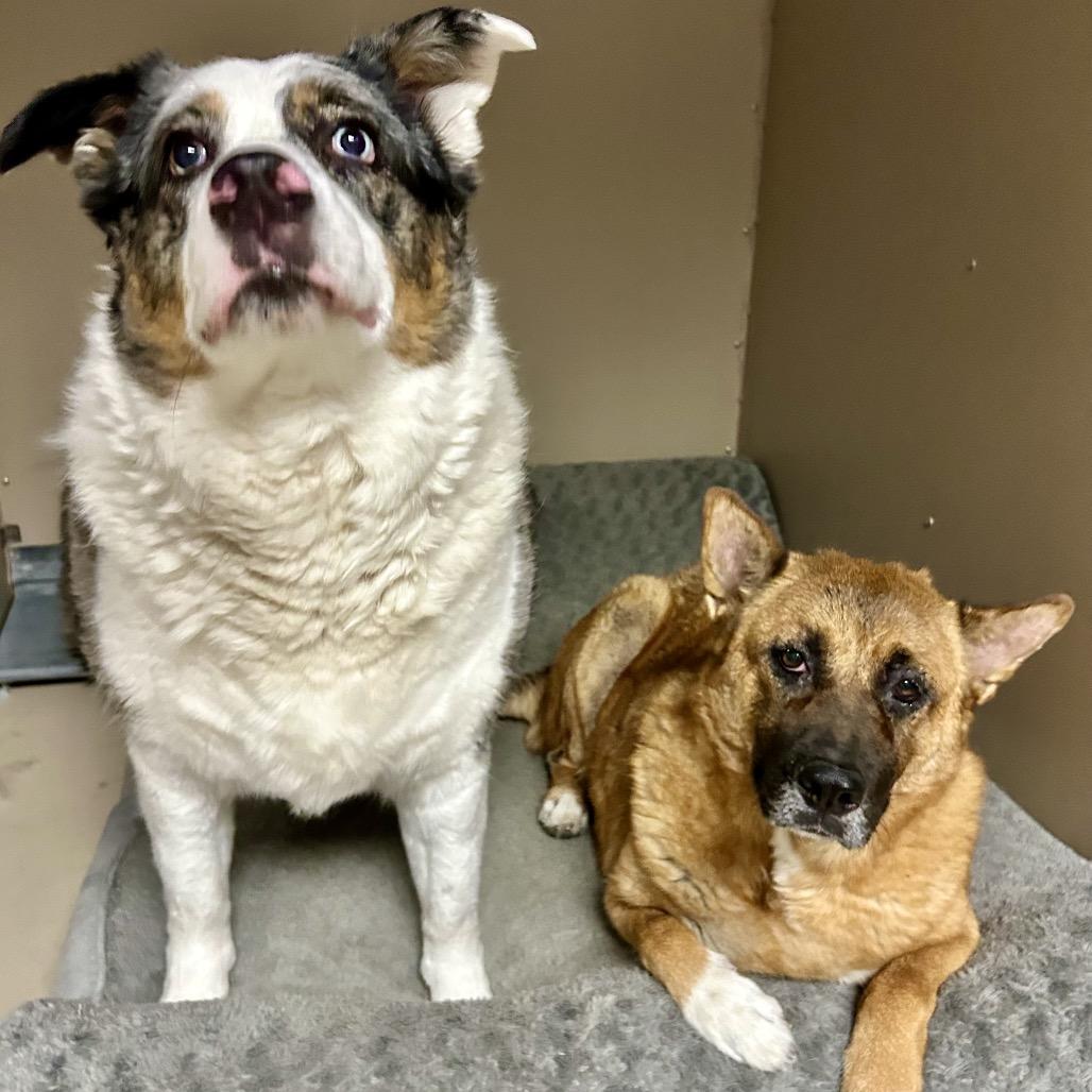 Enlarge Sandy, a Adoptable Australian Shepherd in Henderson, NV image 4/4