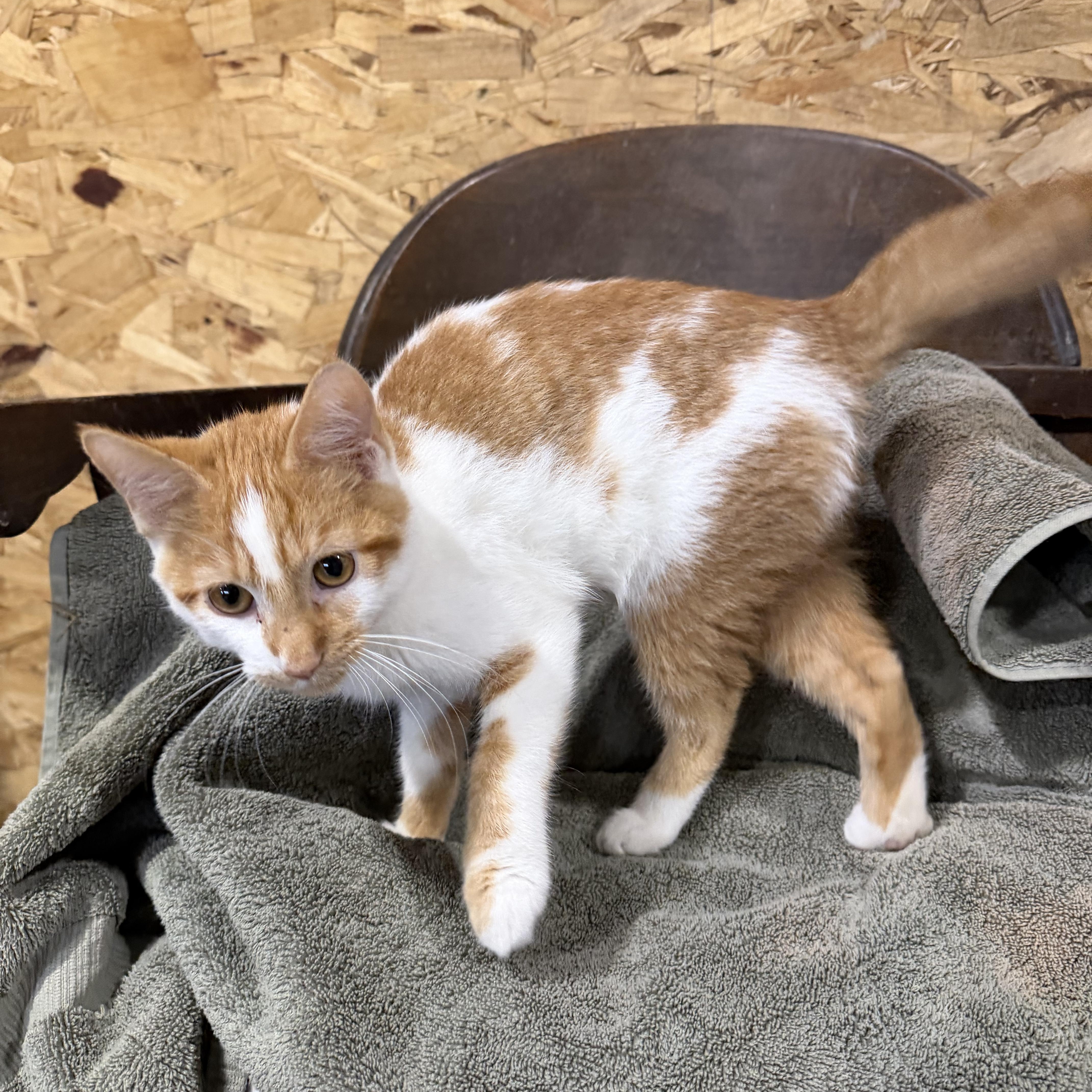 Enlarge Pinto, a Adoptable Domestic Short Hair in Stockholm, WI image 4/6