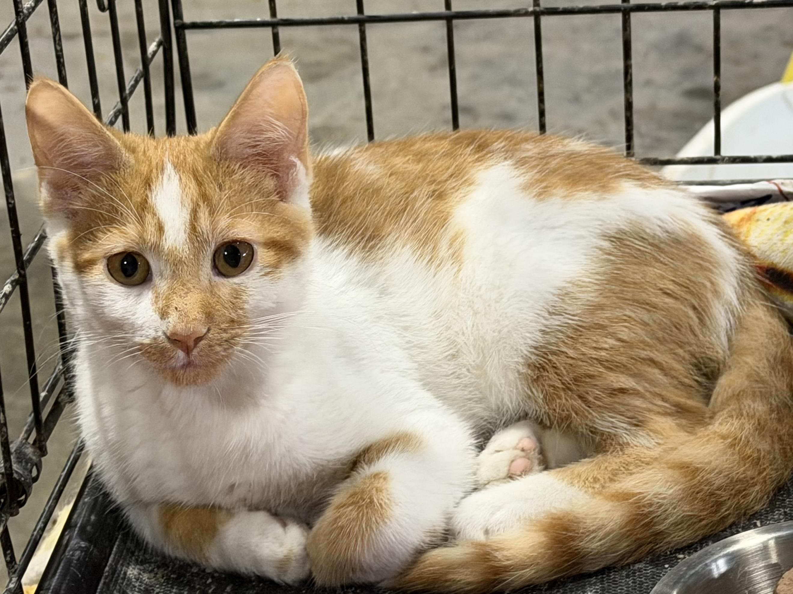 Enlarge Pinto, a Adoptable Domestic Short Hair in Stockholm, WI image 1/6