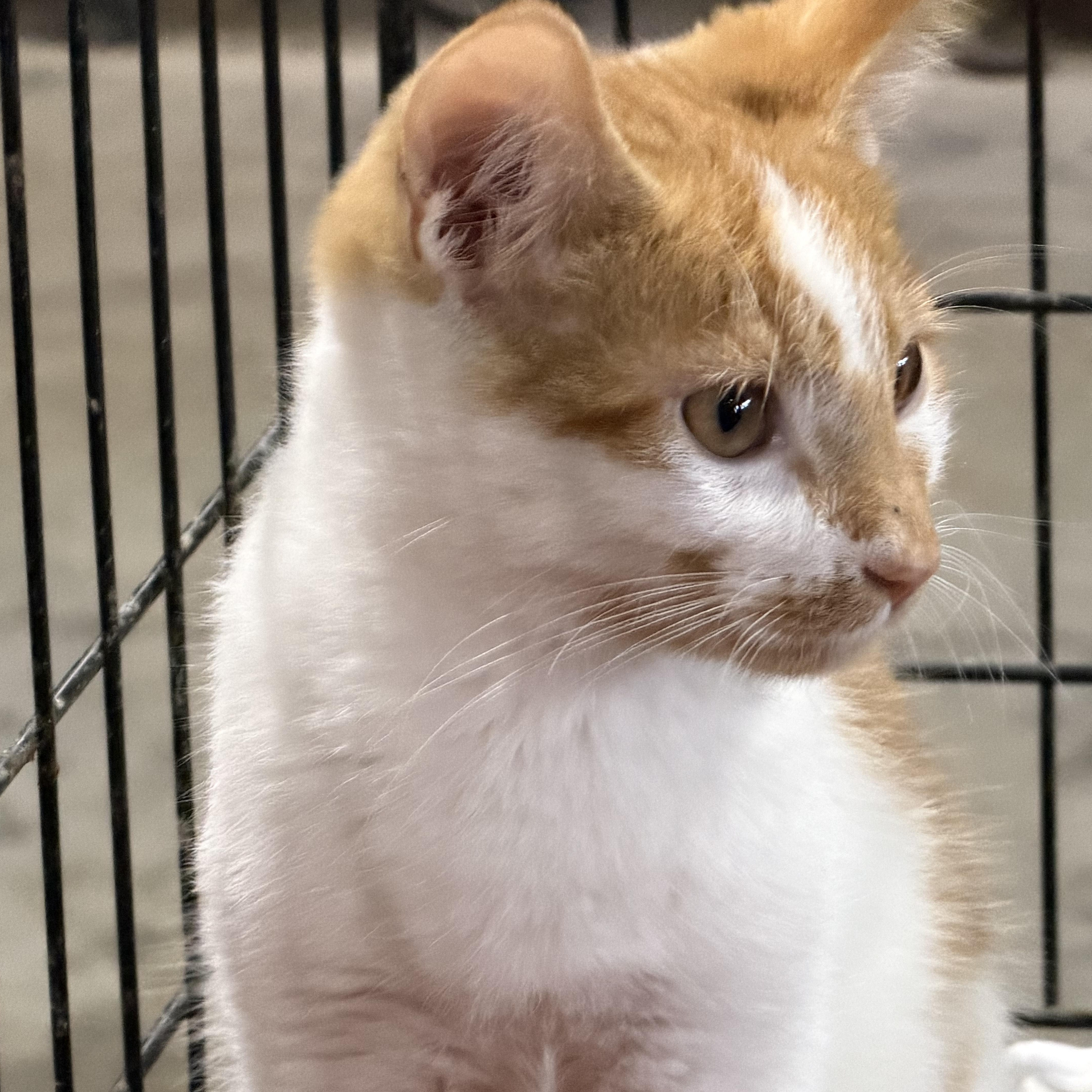 Enlarge Pinto, a Adoptable Domestic Short Hair in Stockholm, WI image 2/6