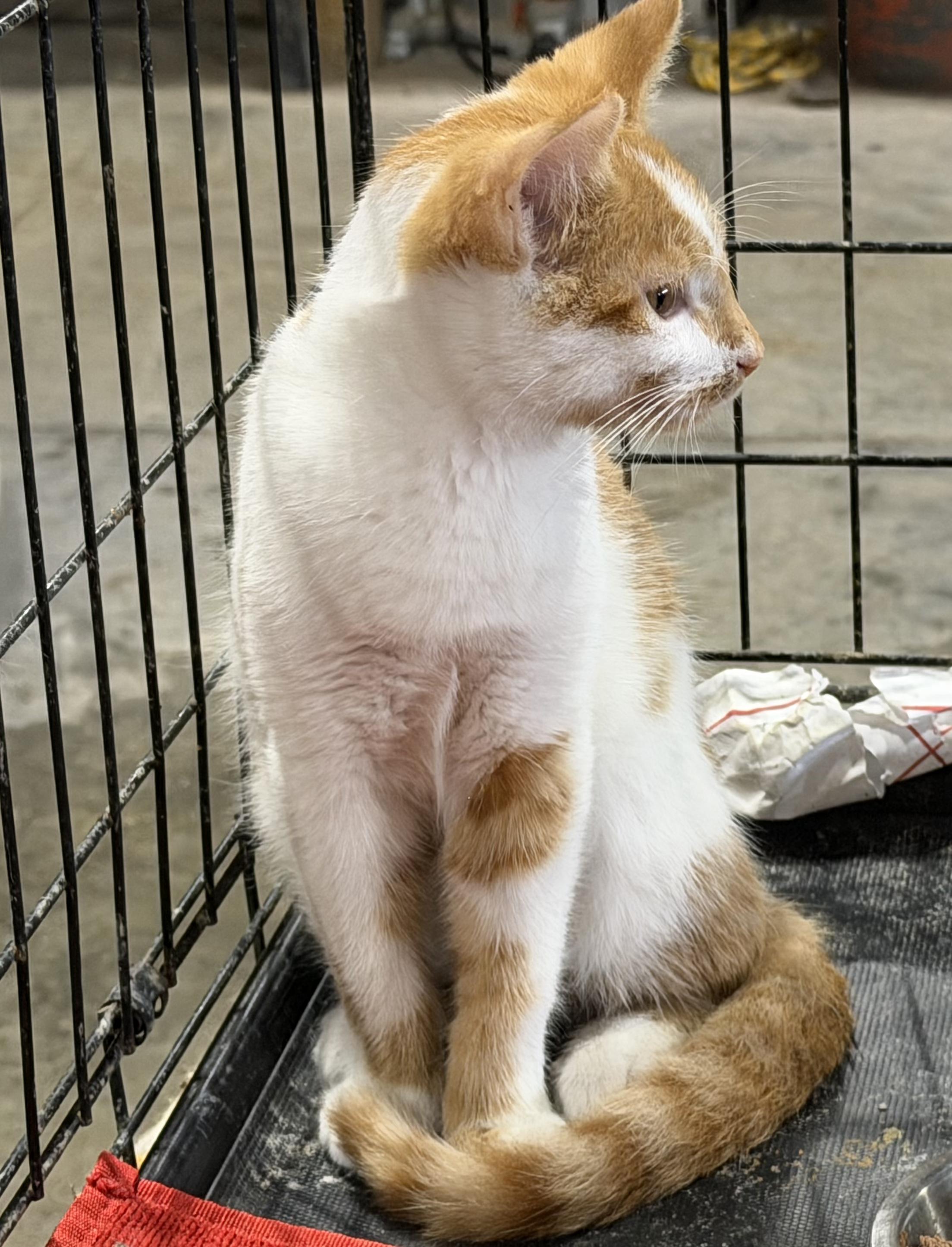 Enlarge Pinto, a Adoptable Domestic Short Hair in Stockholm, WI image 3/6