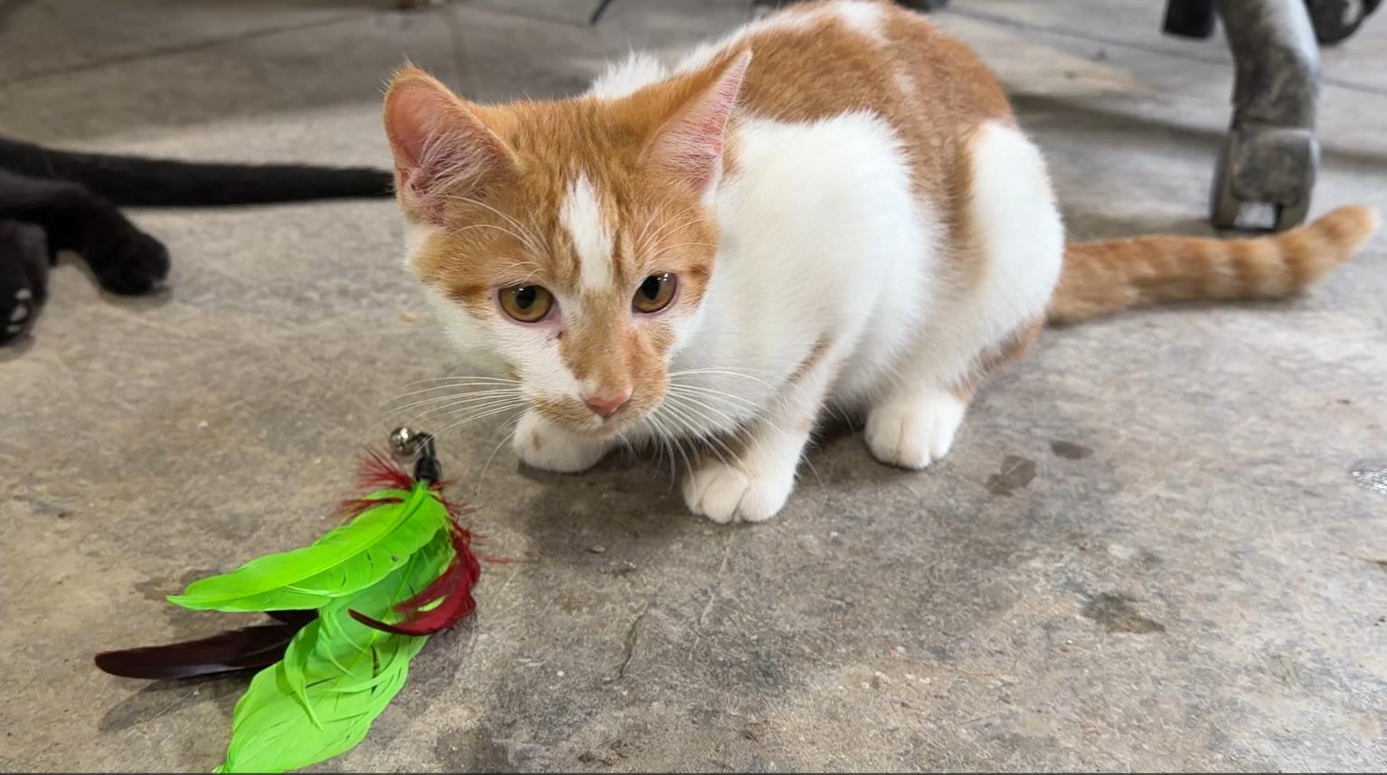 Enlarge Pinto, a Adoptable Domestic Short Hair in Stockholm, WI image 5/6