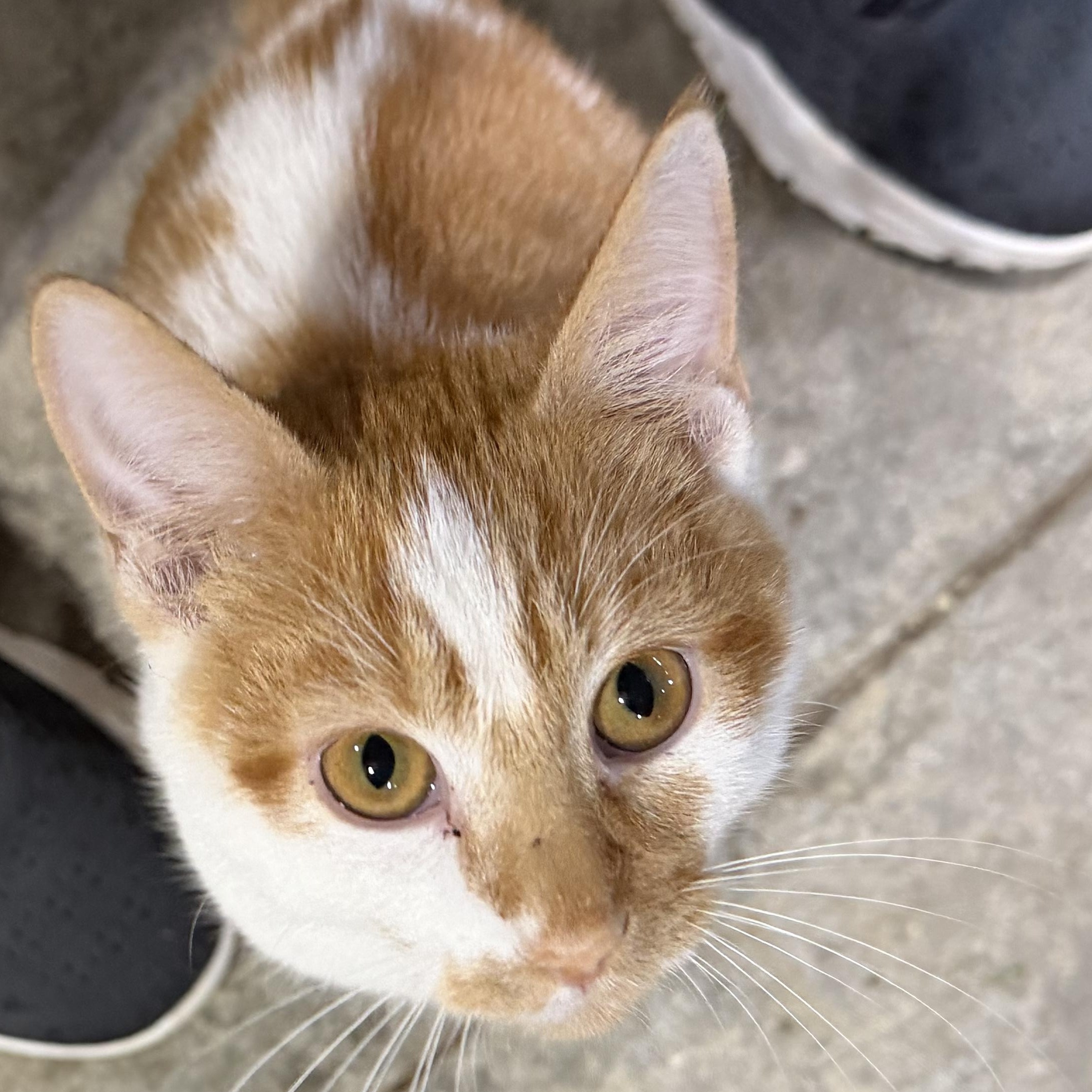 Enlarge Pinto, a Adoptable Domestic Short Hair in Stockholm, WI image 6/6