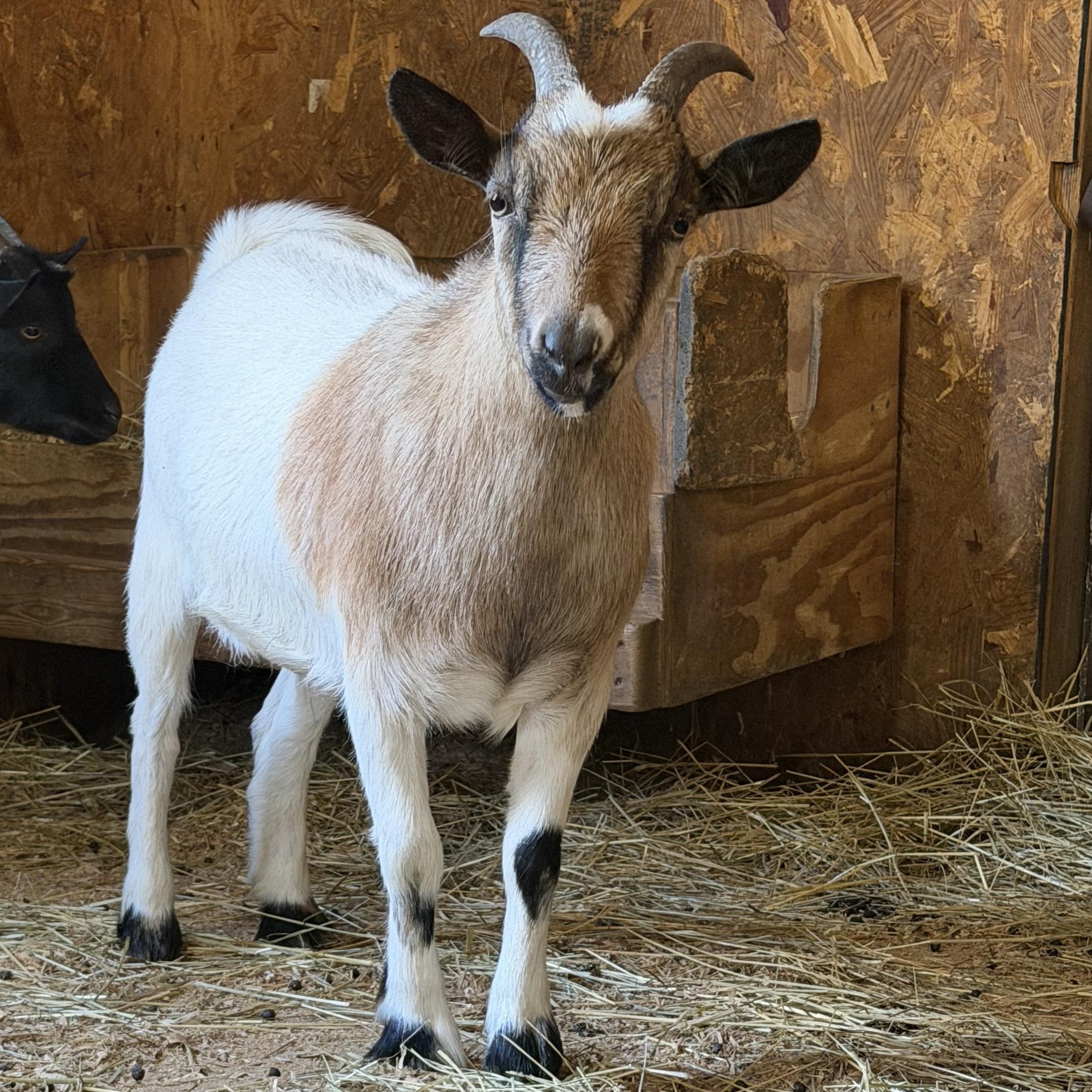 Angela, a ADOPTABLE Nigerian Dwarf in Ravenna, OH image 2/3