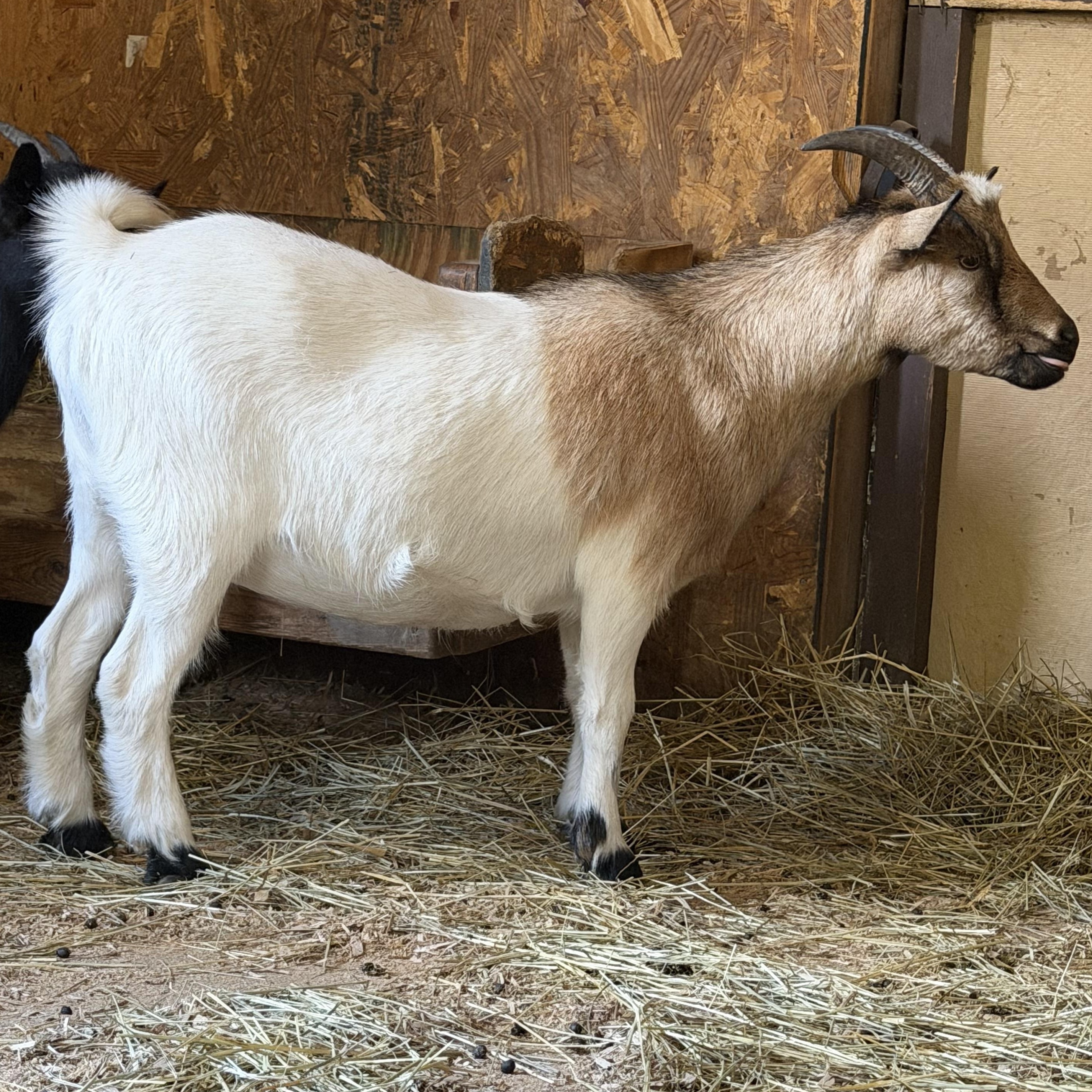 Angela, a ADOPTABLE Nigerian Dwarf in Ravenna, OH image 3/3