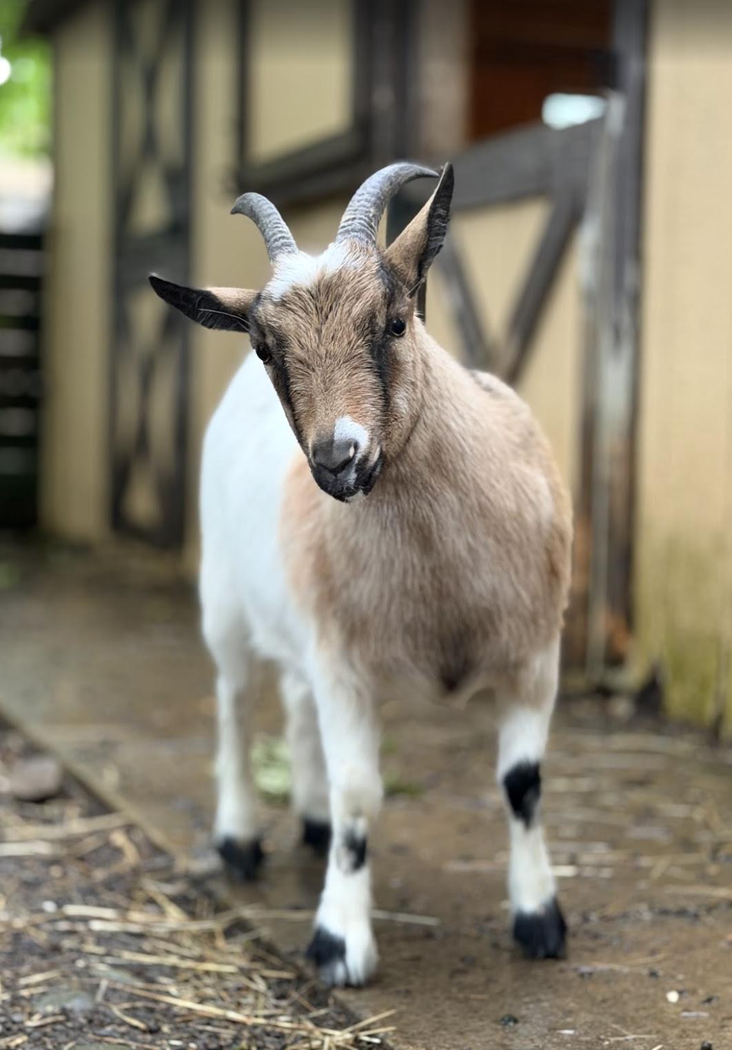 Angela, ADOPTABLE, Adult Female Nigerian Dwarf.