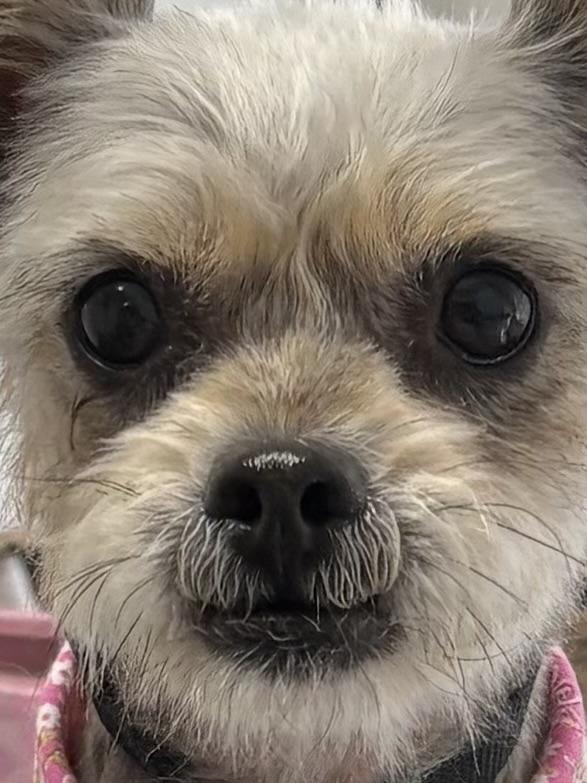 Enlarge Lady, a Adopted mixed breed in Pigeon, MI image 2/2