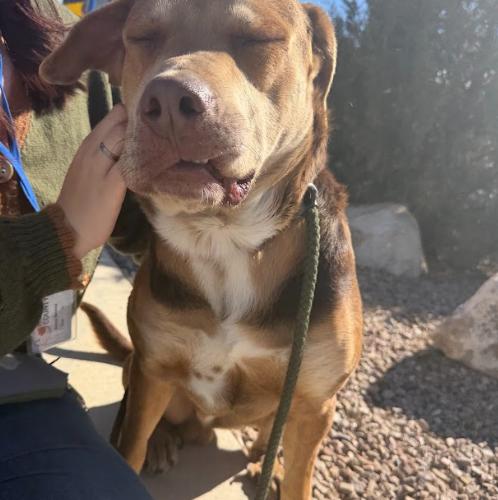 Curio, Adoptable, Young Male Hound & Shepherd.