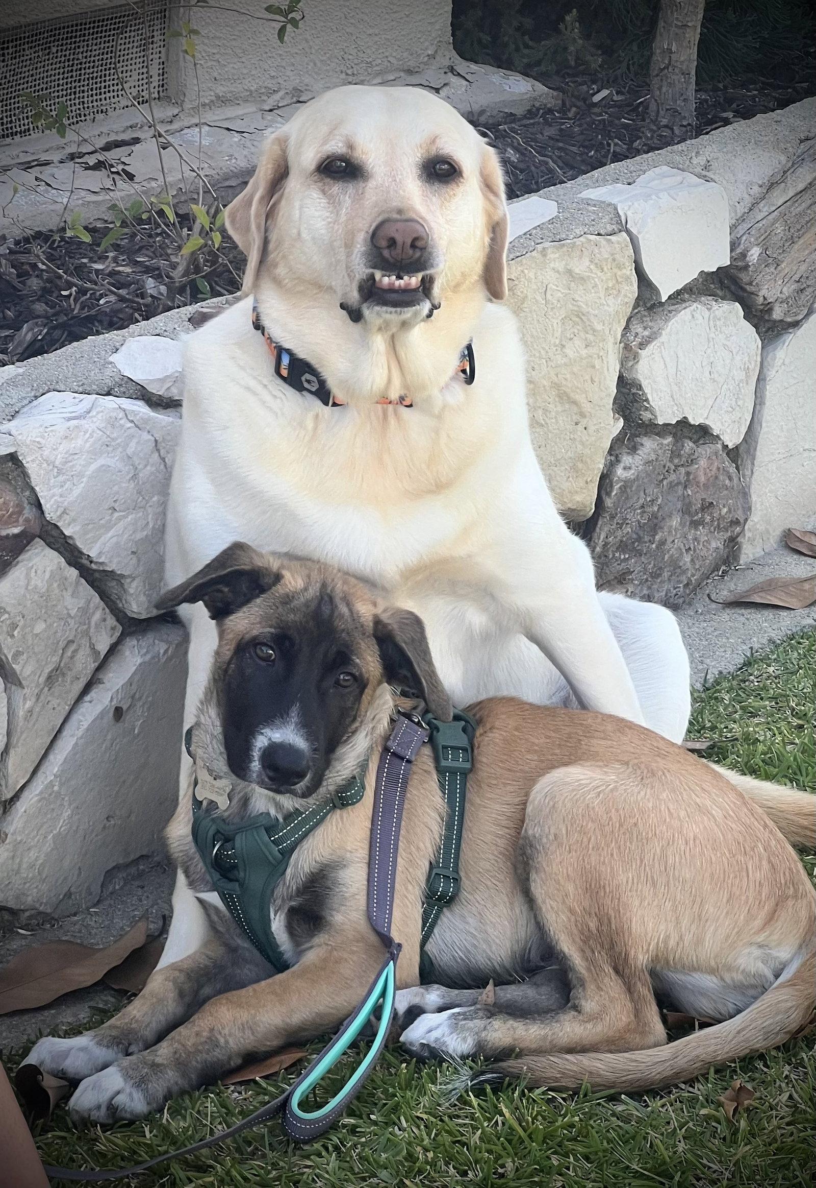 Rosie's Puppy Ranger, Adoptable, Puppy Male Labrador Retriever.