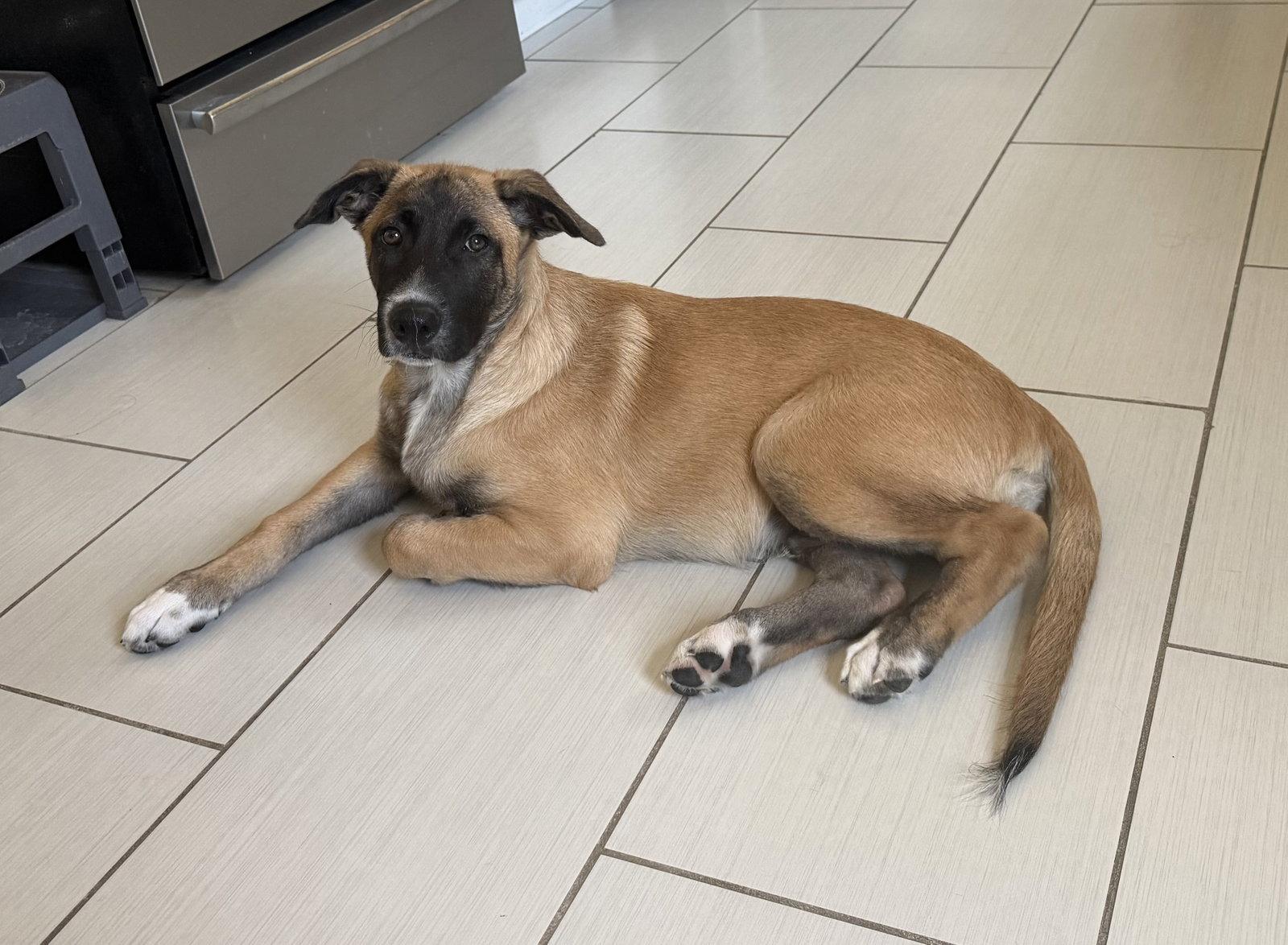 Rosie's Puppy Ranger, a Adoptable Labrador Retriever in San Diego, CA image 2/3
