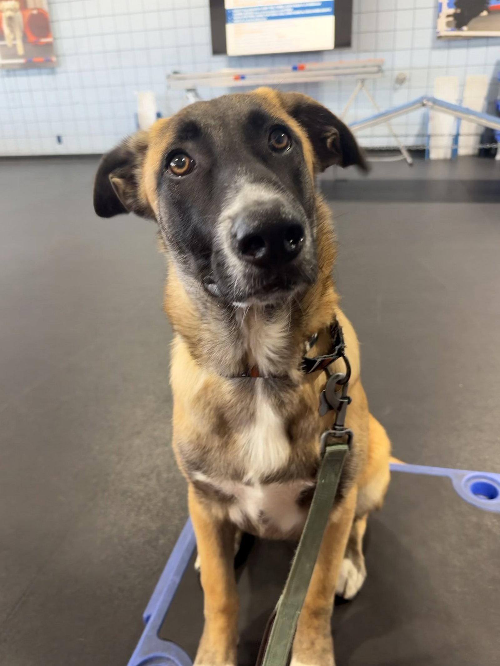 Enlarge Rosie's Puppy Ranger, a Adoptable Labrador Retriever in San Diego, CA image 3/3
