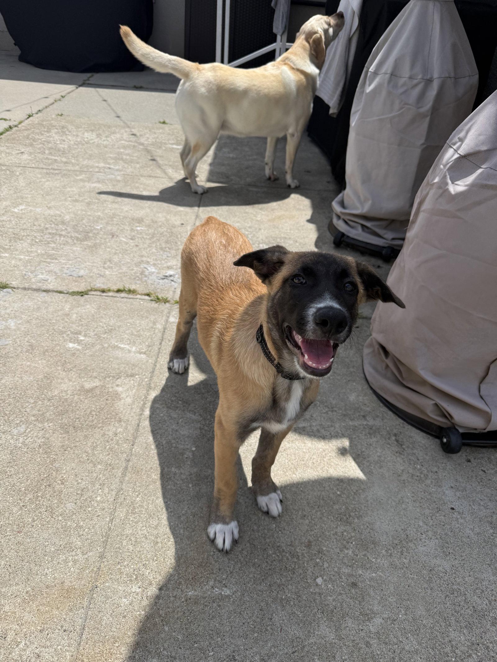 Rosie's Puppy Ranger, a Adoptable Labrador Retriever in San Diego, CA image 3/3