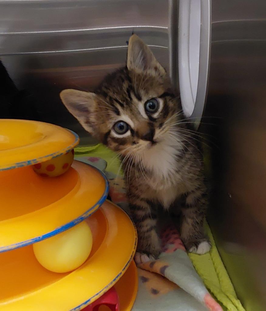 2025-08-190 *Monty*, Adopted, Young Male Domestic Short Hair.