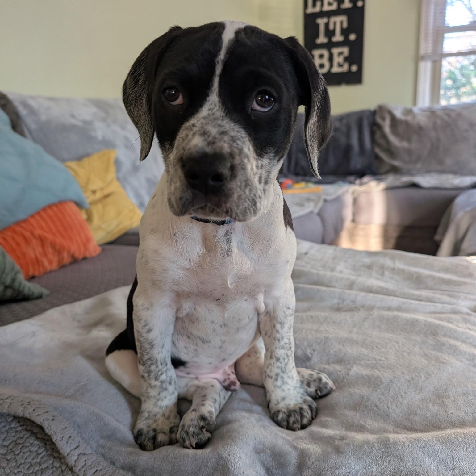Enlarge Zeke, a Adoptable mixed breed in Charlotte, NC image 3/5