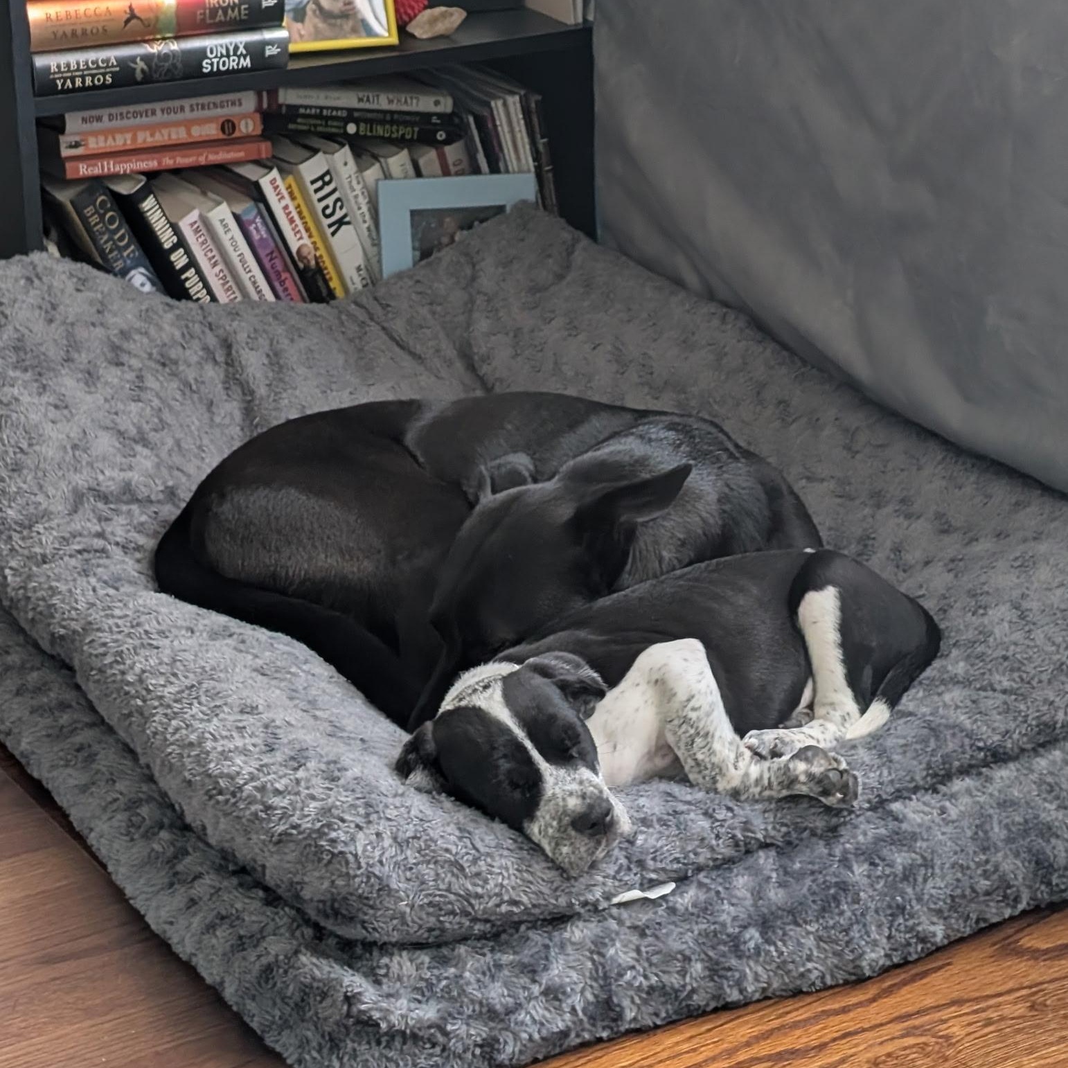 Enlarge Zeke, a Adoptable mixed breed in Charlotte, NC image 5/5