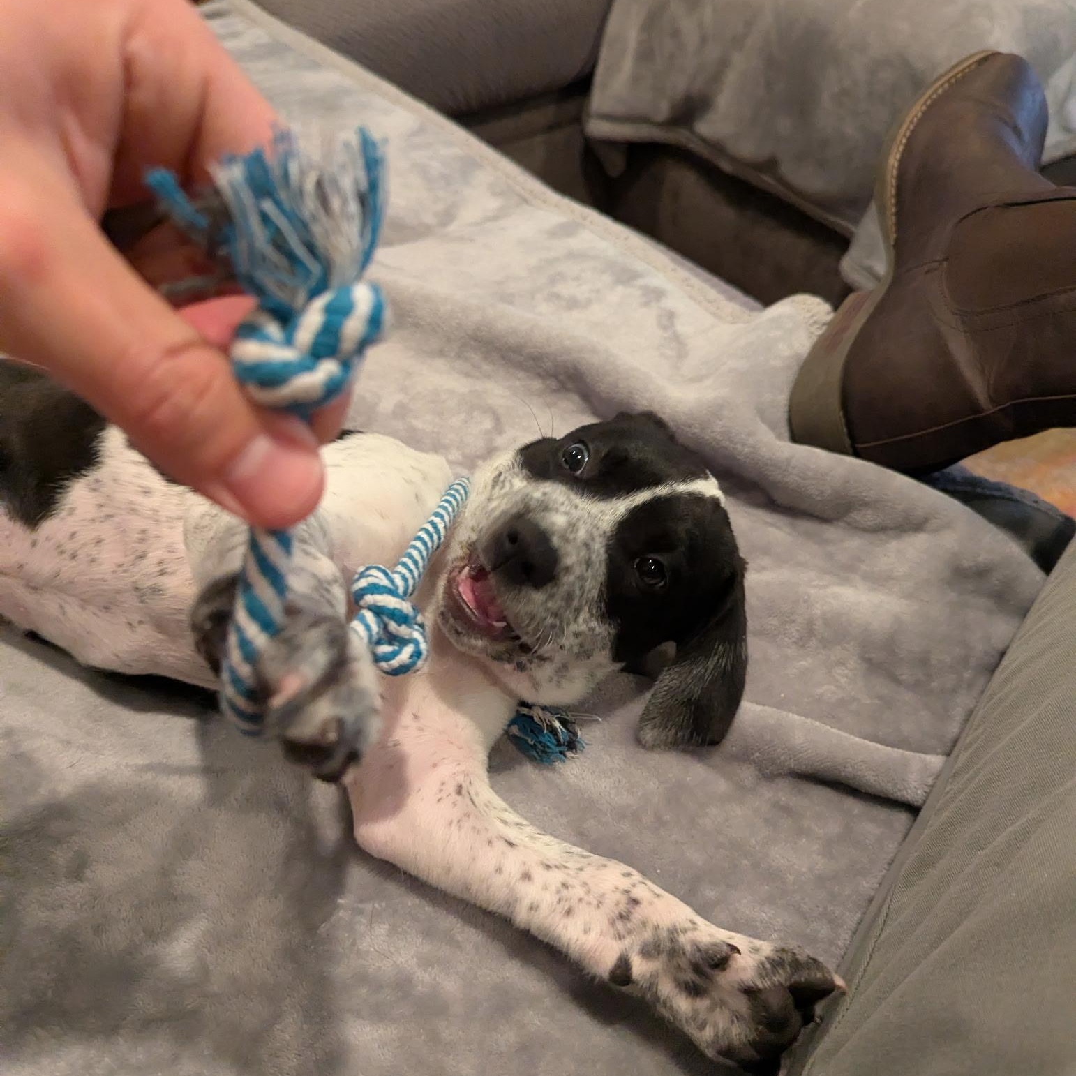 Enlarge Zeke, a Adoptable mixed breed in Charlotte, NC image 4/5