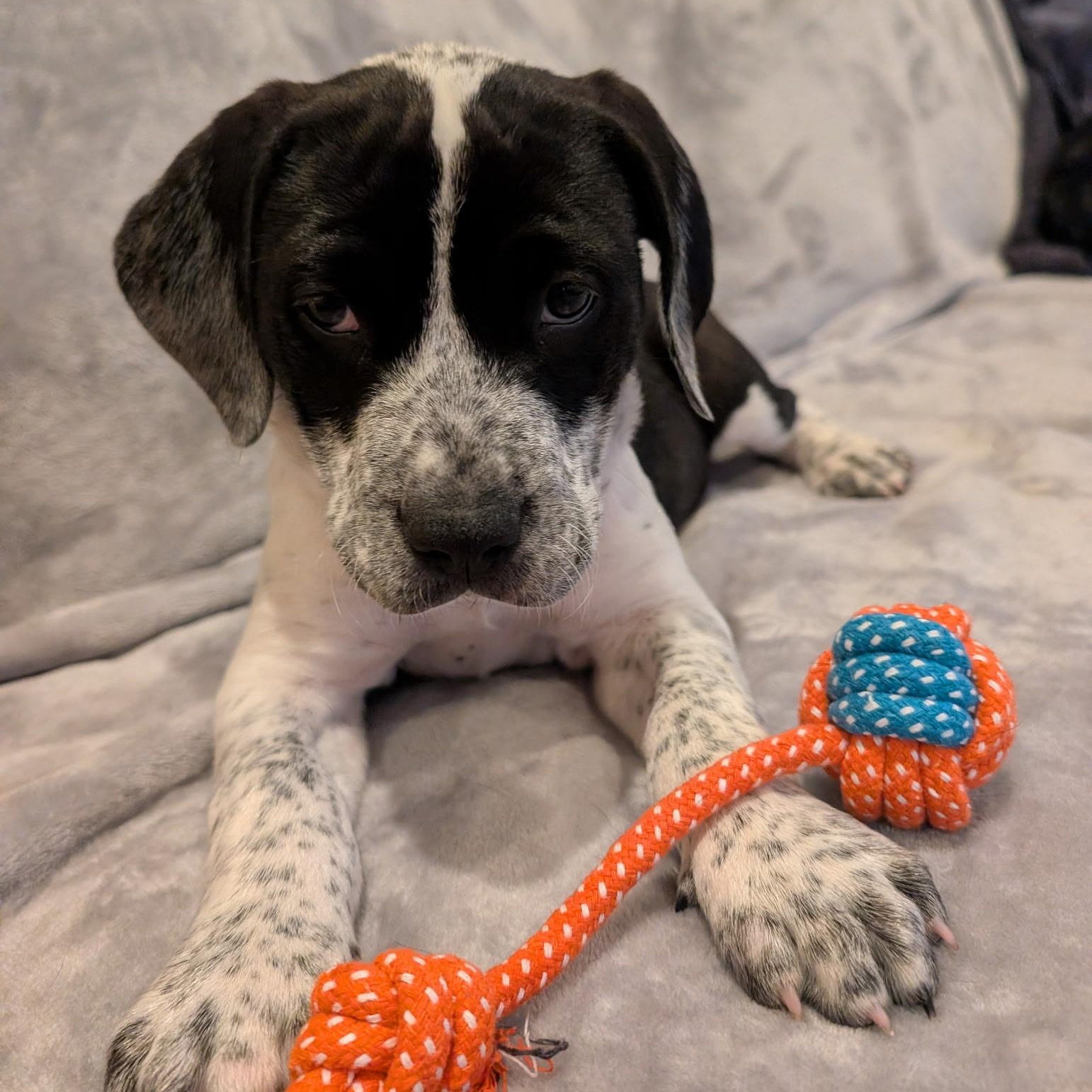 Enlarge Zeke, a Adoptable mixed breed in Charlotte, NC image 2/5