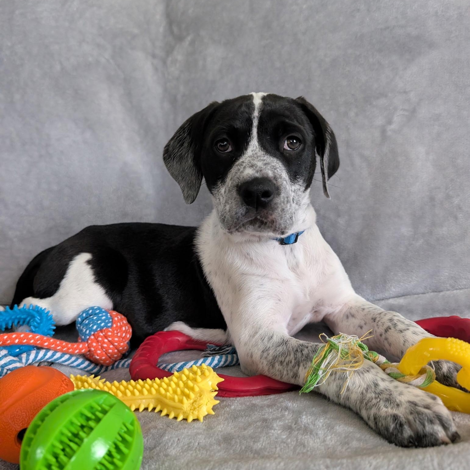 Zeke, Adoptable, Puppy Male Pointer.