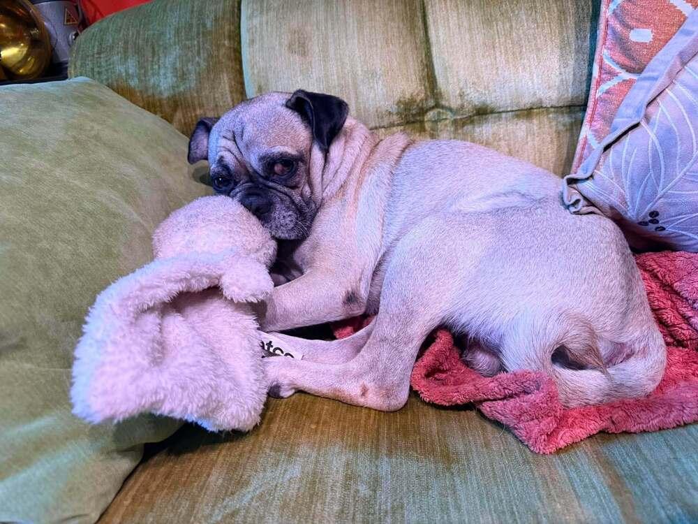 Watson, Adoptable, Adult Male Pug.