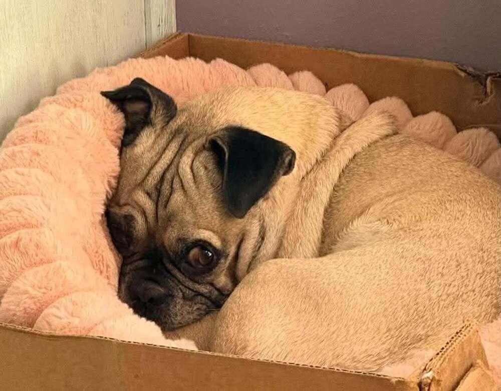 Enlarge Watson, a Adoptable Pug in Eagle, ID image 2/6