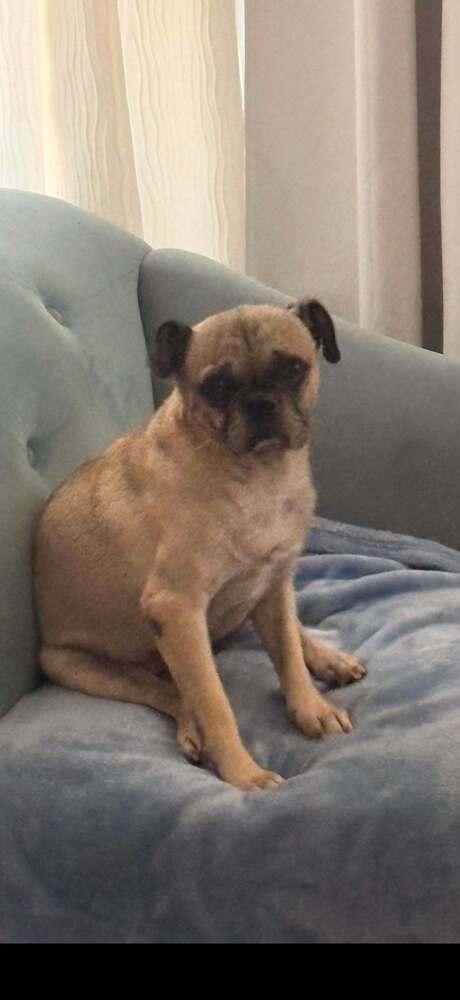 Enlarge Watson, a Adoptable Pug in Eagle, ID image 3/6