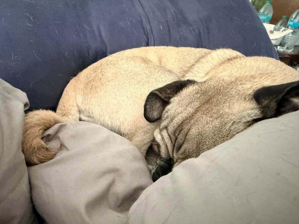 Enlarge Watson, a Adoptable Pug in Eagle, ID image 4/6