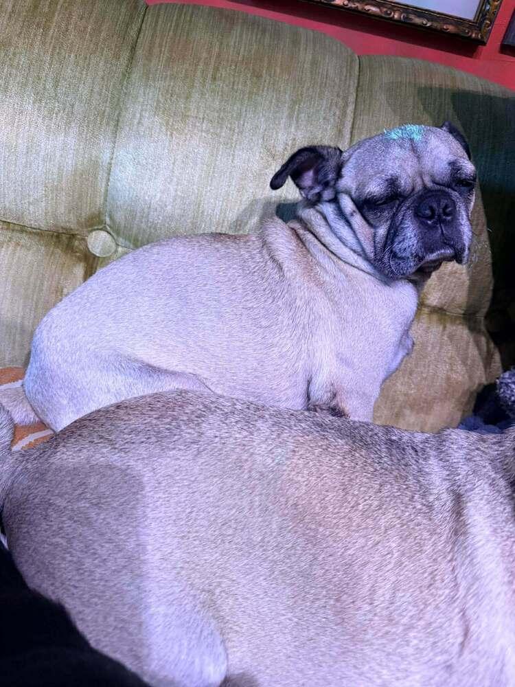 Enlarge Watson, a Adoptable Pug in Eagle, ID image 5/6