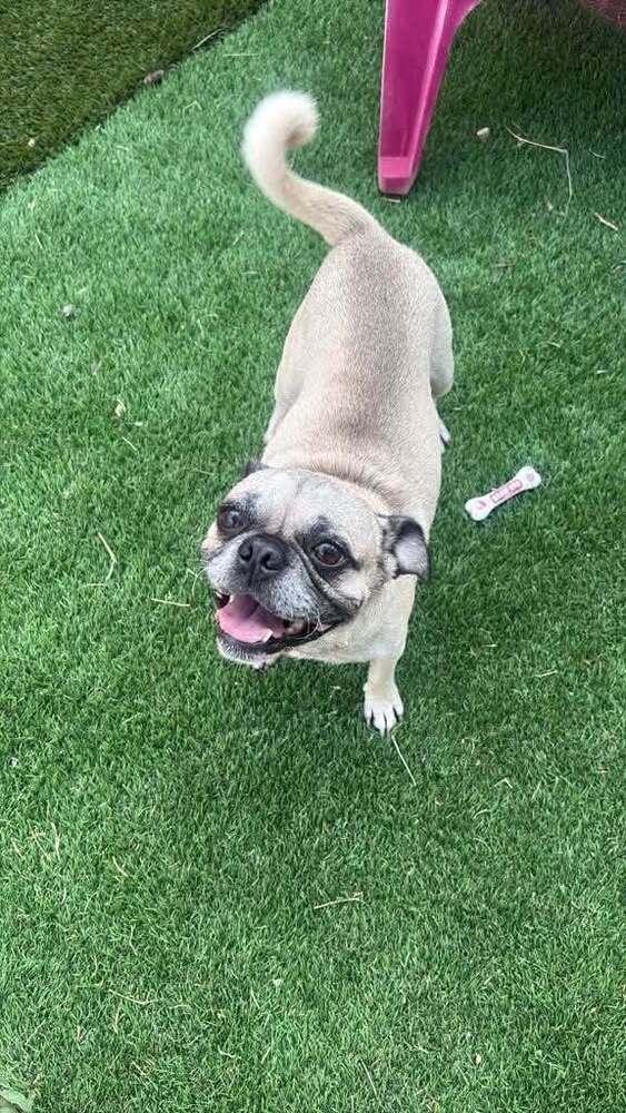 Enlarge Watson, a Adoptable Pug in Eagle, ID image 6/6