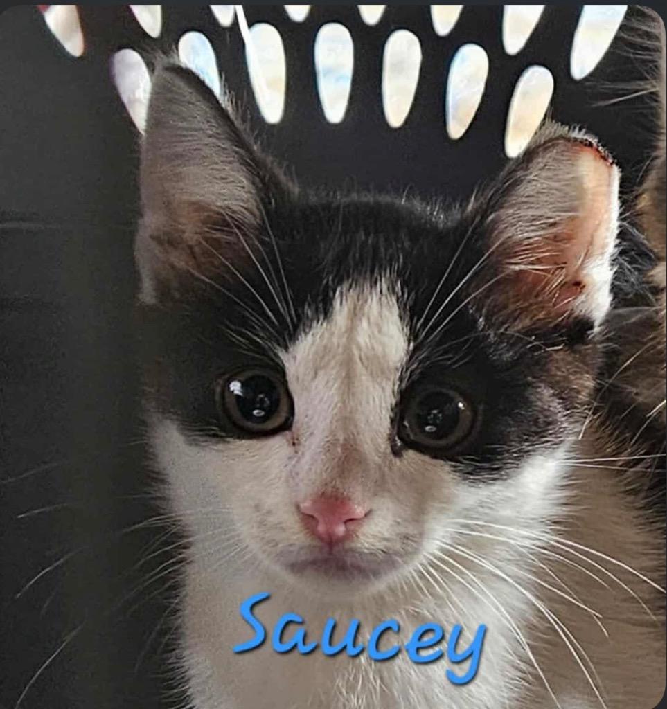 Saucey, a Adoptable Domestic Short Hair in Cloquet, MN image 2/3