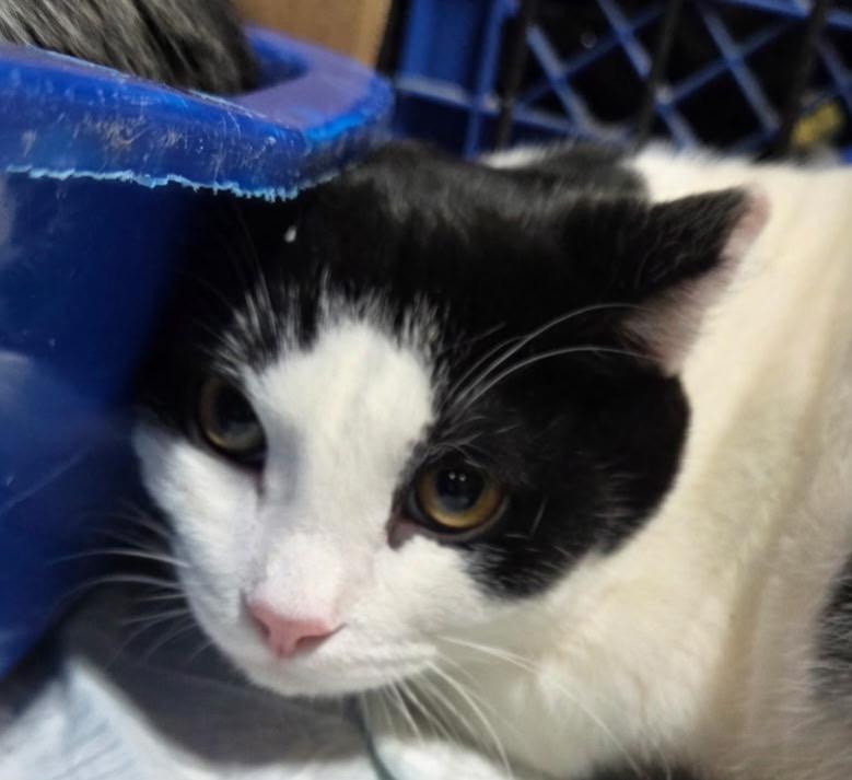 Saucey, a Adoptable Domestic Short Hair in Cloquet, MN image 3/3