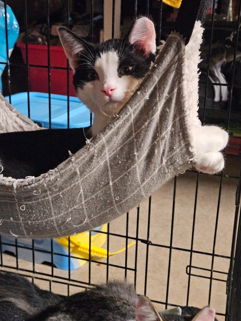 Enlarge Saucey, a Adoptable Domestic Short Hair in Cloquet, MN image 2/3